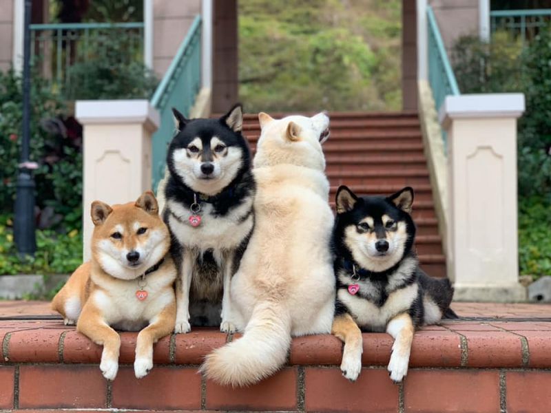 chó shiba inu